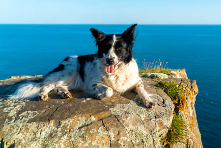 A black-and-white dog lies with its paw tucked up on the edge of a rocky sea shore.の写真素材