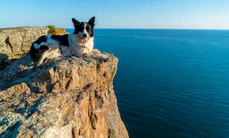 A black-and-white dog lies with its paw tucked up on the edge of a rocky sea shore.の写真素材