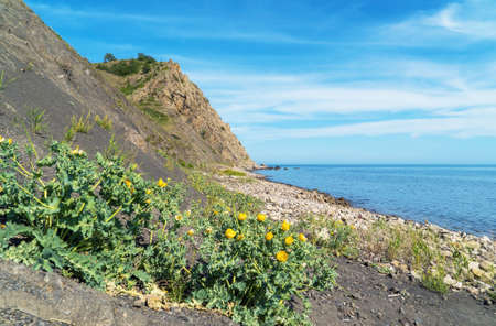 Yellow machok Glaucium flavum on the seashore.