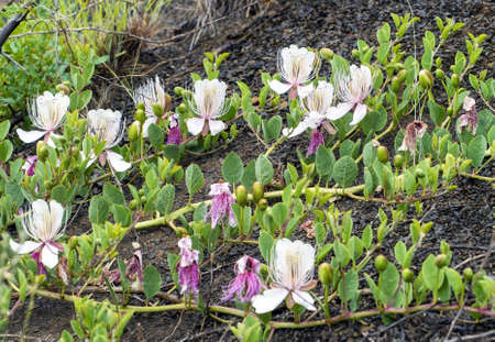 Capers grass small shrub with long creeping branches with thorns.の写真素材