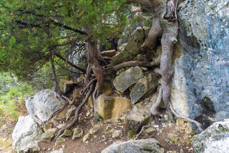 Trees cling to rocks along the sunny path. Yalta. Crimea