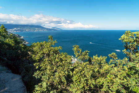 View of the Black Sea through the foliage of trees. Crimea. Yalta.の写真素材