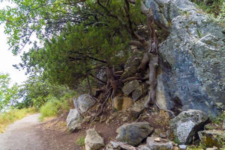 Trees cling to rocks along the sunny path. Yalta. Crimeaの写真素材
