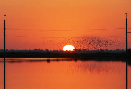 A flock of birds silhouetted against the sunset, above the pond.Crimea. the village of Molochnoye