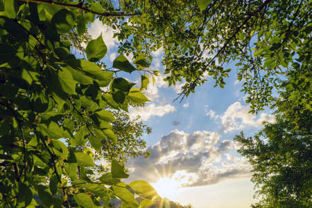 The sun highlights the clouds at sunset framed by green leaves. Crimea. Choban-kuleの写真素材