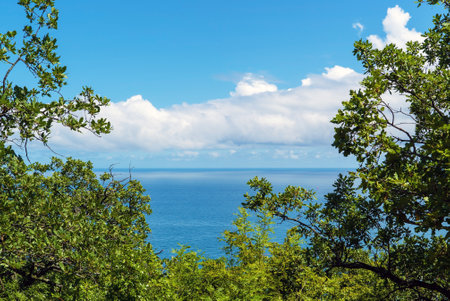 View of the Black Sea through the foliage of trees. Crimea. Yalta