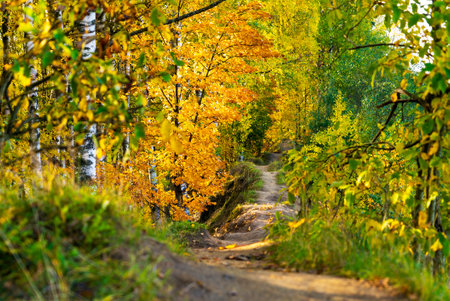 A pedestrian path going into the distance in the autumn forest. Vsevolozhsk, Leningrad region, Russia.の写真素材