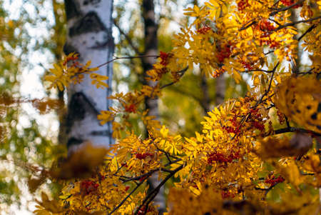 Rowan branch with yellow leaves close-up. Vsevolozhsk, Leningrad region, Russia.の写真素材