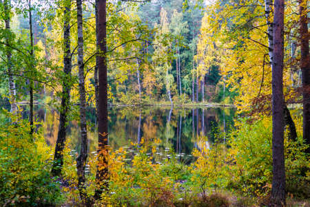 Picturesque autumn landscape. Yellow trees are reflected in the clear water of a long lake. Vsevolozhsk, Leningrad region, Russia.の写真素材