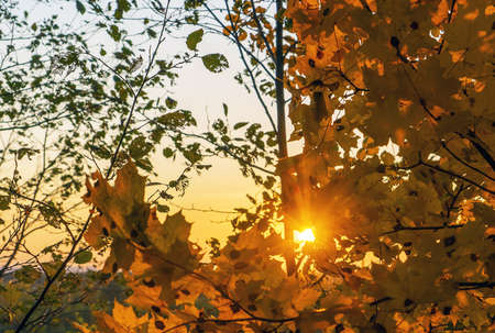 The bright sun shines through the foliage in the autumn forest. Vsevolozhsk, Leningrad region, Russia.の写真素材