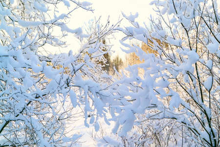 Snow - covered winter forest. Leningrad region. Vsevolozhsk.の写真素材