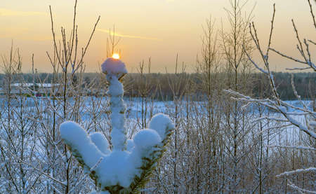 The sun at sunset through the snowy branches of the trees. Leningrad region. Vsevolozhsk.の写真素材