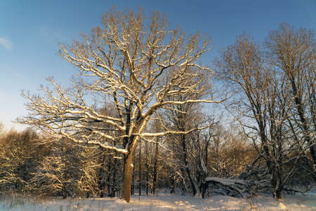 Snow - covered winter forest. Leningrad region. Vsevolozhsk.の写真素材