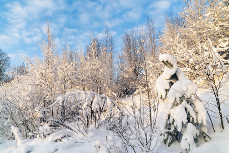 Snow - covered winter forest. Leningrad region. Vsevolozhsk.の写真素材