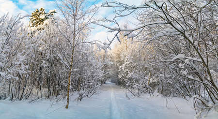 Snow - covered winter forest. Leningrad region. Vsevolozhsk.の写真素材