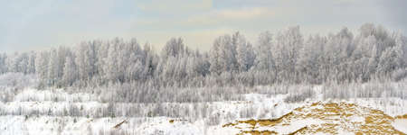 Snow - covered winter forest. Leningrad region. Vsevolozhsk.