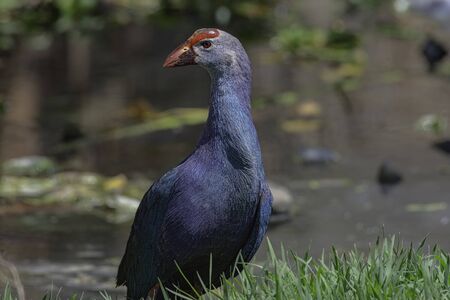 Purple Moorhen (Porphyrio porphyrio) close up.The male is a glistening purple color and the female is a little duller than the male with greyish-purple color.の写真素材