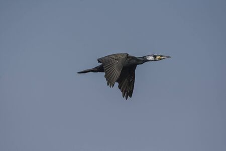 Great cormorant (Phalacrocorax carbo).Adults have white patches on the thighs and on the throat in...