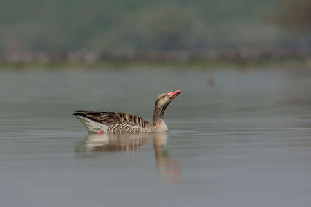 Greylag Goose (Anser anser) drinking water. The plumage of the greylag goose is greyish-brown, with a darker head and paler breast and belly with a variable amount of black spotting.の写真素材