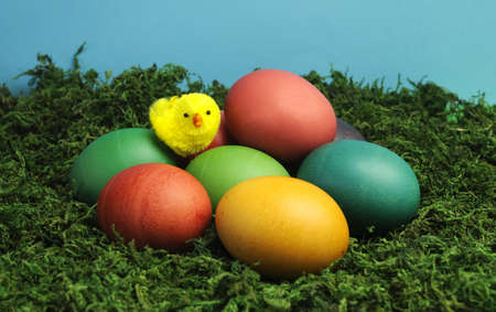 Colorful rainbow eggs with yellow chick and pretty flowers on green grass moss against a blue background の写真素材