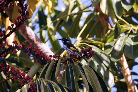 Australian yellow and black Honeyeater bird in Umbrella Plant Tree eating red berries fruit in...