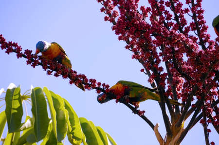 Australian Native fauna, Rosella Rainbow Lorikeet Parrot birds in Umbrella Plant Tree eating red berries fruit in Autumn, taken in Adelaide, South Australiaの写真素材
