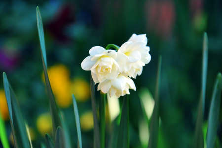 Earlicheer Jonquil daffodil flower close-up  Narcissus  is a genus of mainly hardy, mostly...