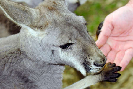 Friendly Australian Western Grey Kangaroo in Natural Setting, with paw on human hand.の写真素材