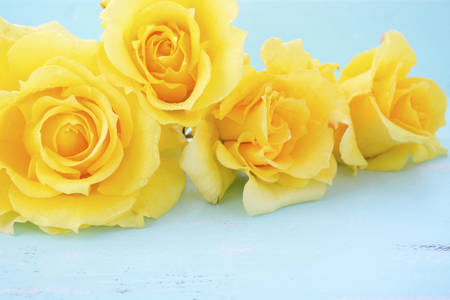 Beautiful yellow roses, the symbol of love and friendship, on rustic shabby chic pale blue aqua wood table.の写真素材