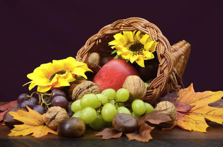 Thanksgiving cornucopia, wicker horn of plenty, centerpiece with fruit, nuts, leaves and sunflowers on dark wood table.の写真素材