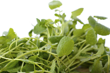 Watercress salad ingredient closeup against a white background.の写真素材