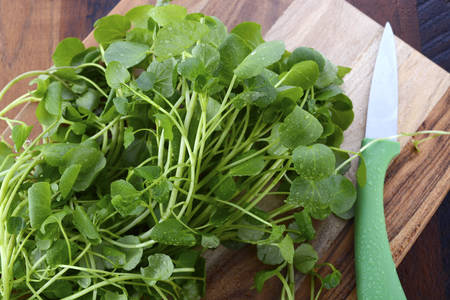 Preparing watercress for healthy salad on dark wood chopping board with paring knife.の写真素材