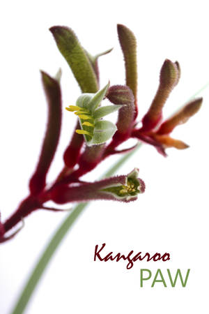 The Western Australian Red and Green Kangaroo Flower, the floral emblem of Australia, close up against a white background.の写真素材