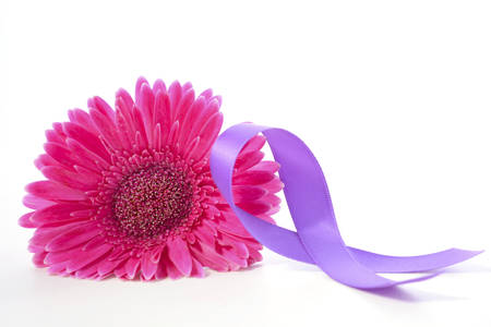 International Womens Day Pink Gerbera with symbolic purple ribbon on white wood table.の写真素材