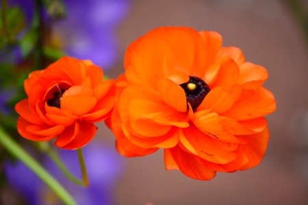 Spirngtime orange ranunculus Persian Buttercup flower, macro close up.