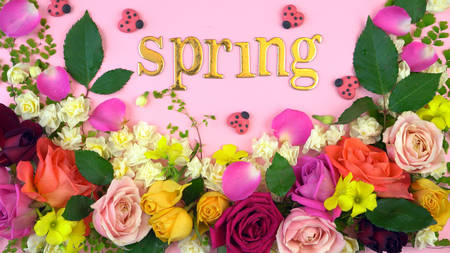 Springtime overhead flat lay display of fresh roses and jonquil buds on pink wood table backgound,...