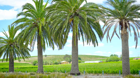 Views of rows of grapevines and surrounding hills through palm trees common to Seppeltfield, Barossa Valley, South Australia.の写真素材