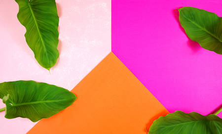 Color blocking flat lay with leaves on orange, pale and bright pinkの写真素材