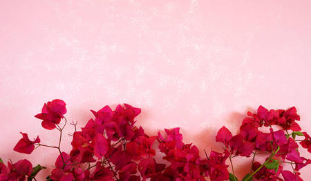Tropical magenta bougainvillea flowers border on modern pink textured background