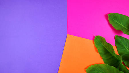 Color blocking flat lay with leaves on orange, pink and purple background.の写真素材