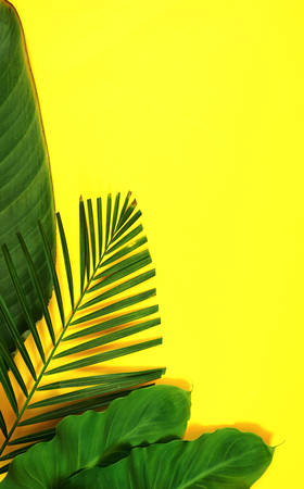 Summer flat lay with tropical leaves, palm fronds on bright yellow backgroundの写真素材