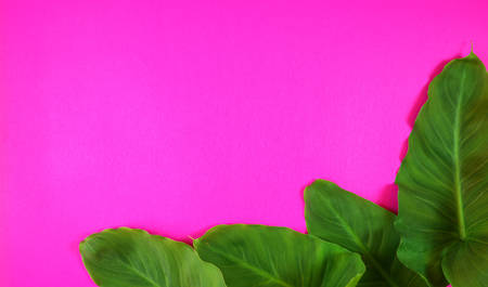 Colorful summer flat lay with tropical leaves on bright pink backgroundの写真素材