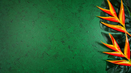 Tropical background on dark green textured background with negative copy space.の写真素材