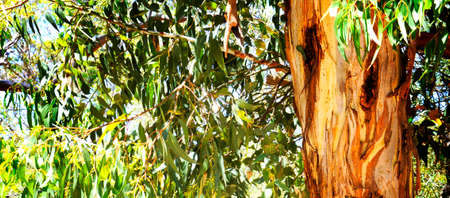 Australian native eucaplytus gum tree framing natural bush setting.の写真素材