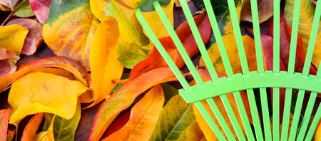 Autumn Fall Background with Green Rake Banner.の写真素材