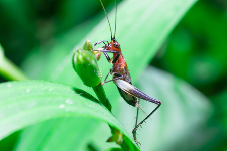 little cricket on the grass. Background blurred green