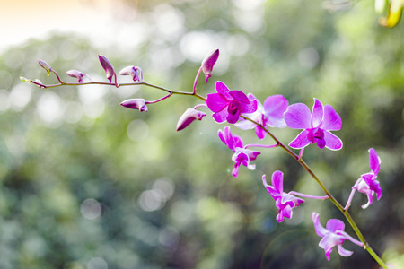Beautiful flowers of Purple orchids, blurred background.の写真素材