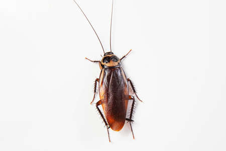 Close up cockroach isolated on white background (top view)