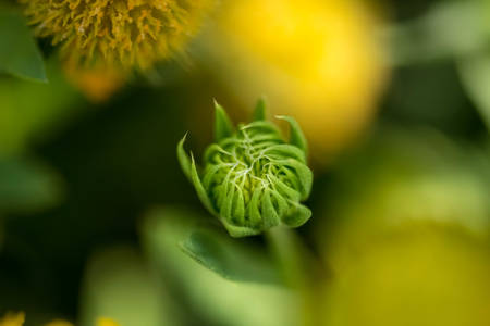 A Green Flower Bud with Blurred Backgroundの写真素材