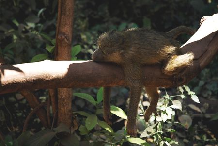 Baboon lying on a tree branchの写真素材